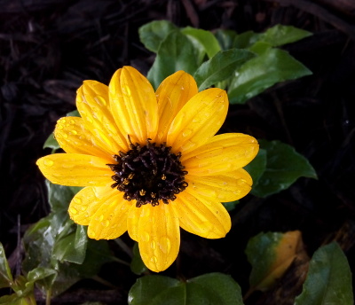[A close view of one bloom. It has 13 overlapping yellow petals. Its center appears to be a profusion of individual brown curly-cues.]